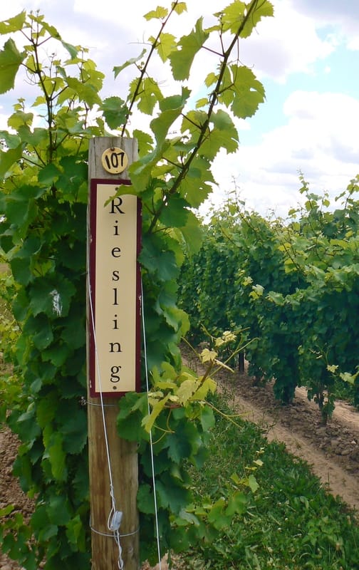 The All Rieslings Are Sweet Myth